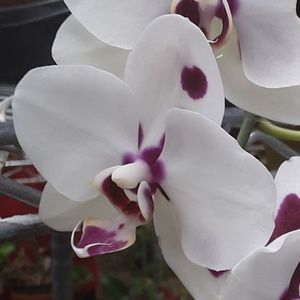 Meet your Posher, Barry